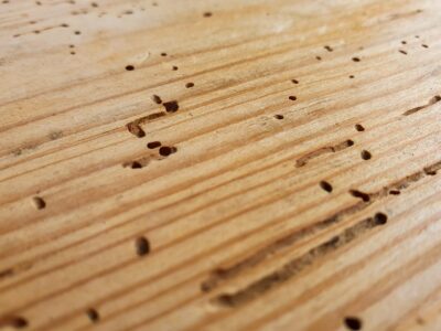 Local company to treat woodworm in The South