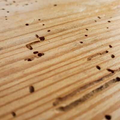 Local company to treat woodworm in The South