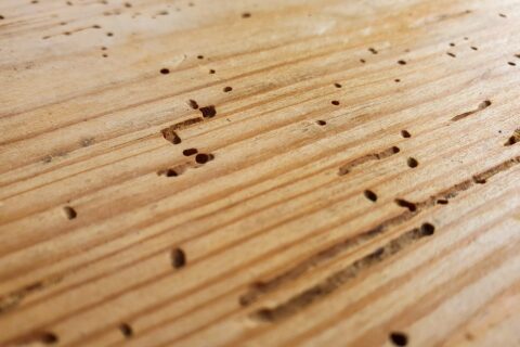 <b>Woodworm Treatment</b> Solutions
