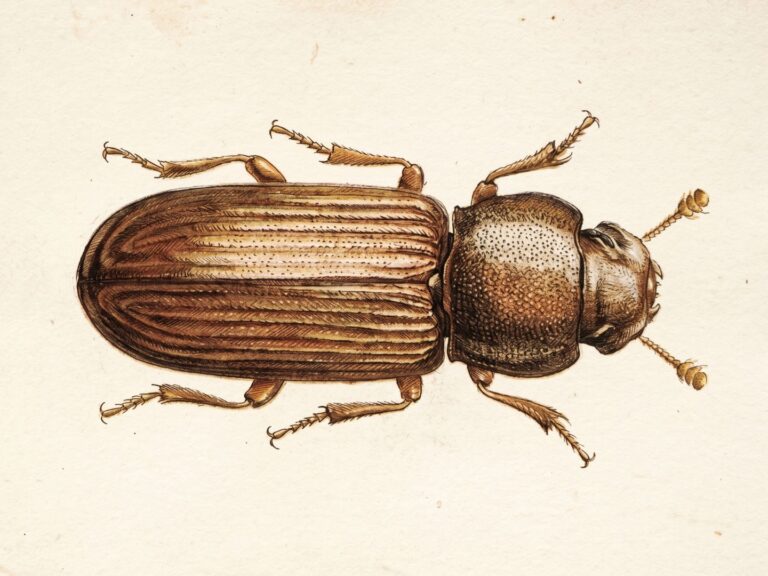 Woodworm treatment cost in The South